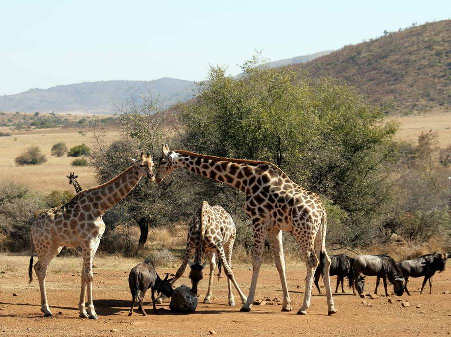 1-پارک جنگلی پیلانزبرگ - حیات وحش آفریقای جنوبی